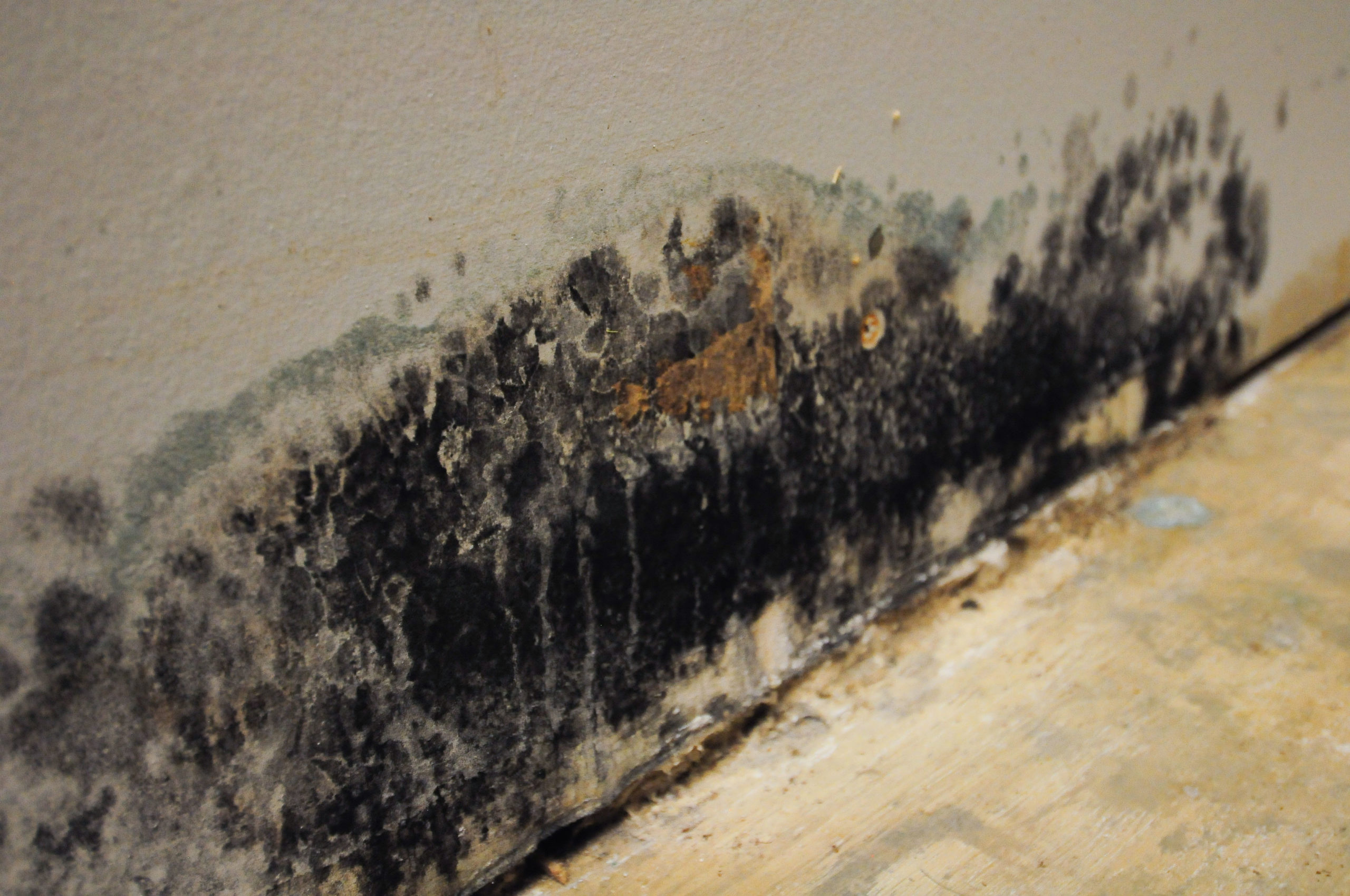 Mold removal