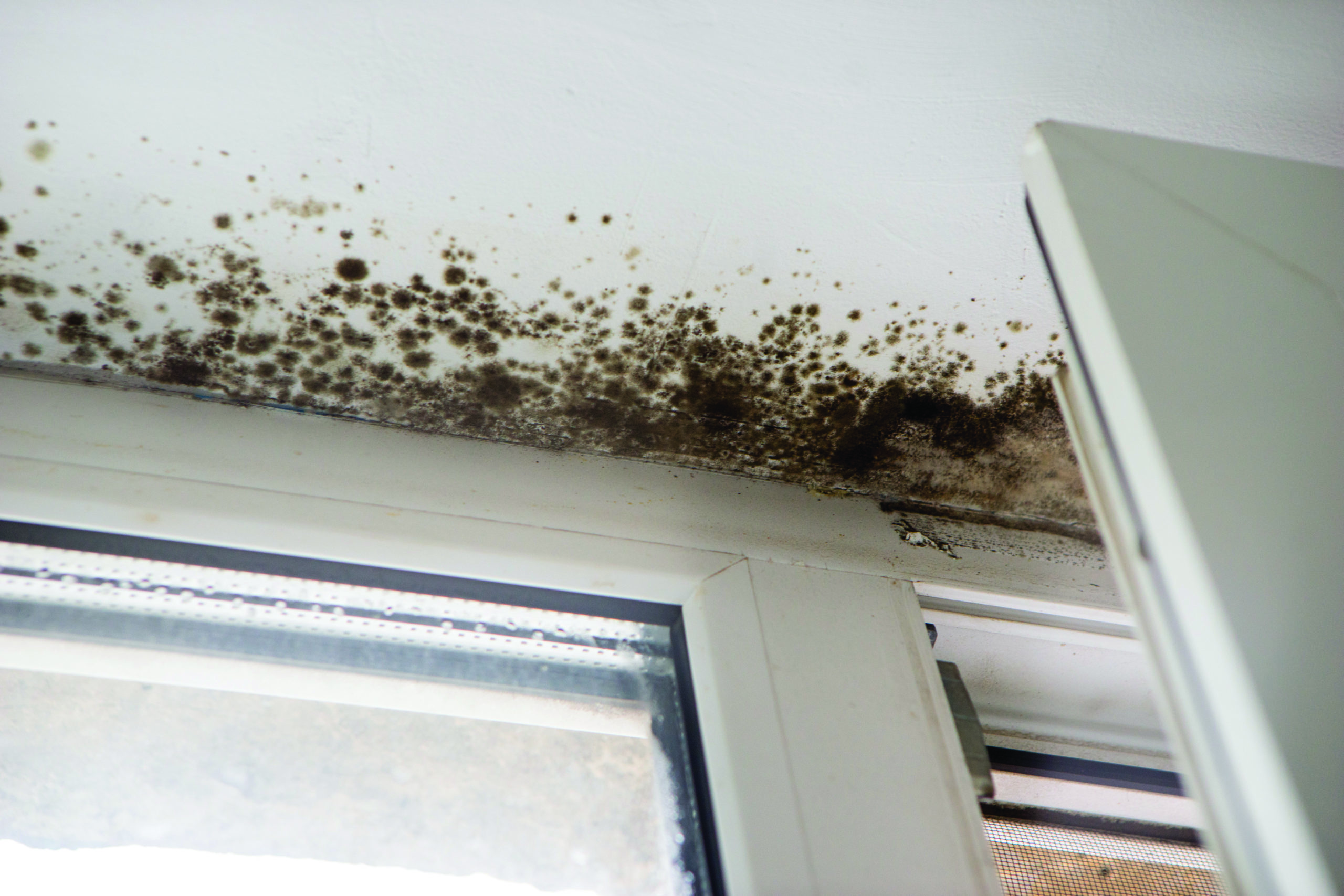 Mold removal