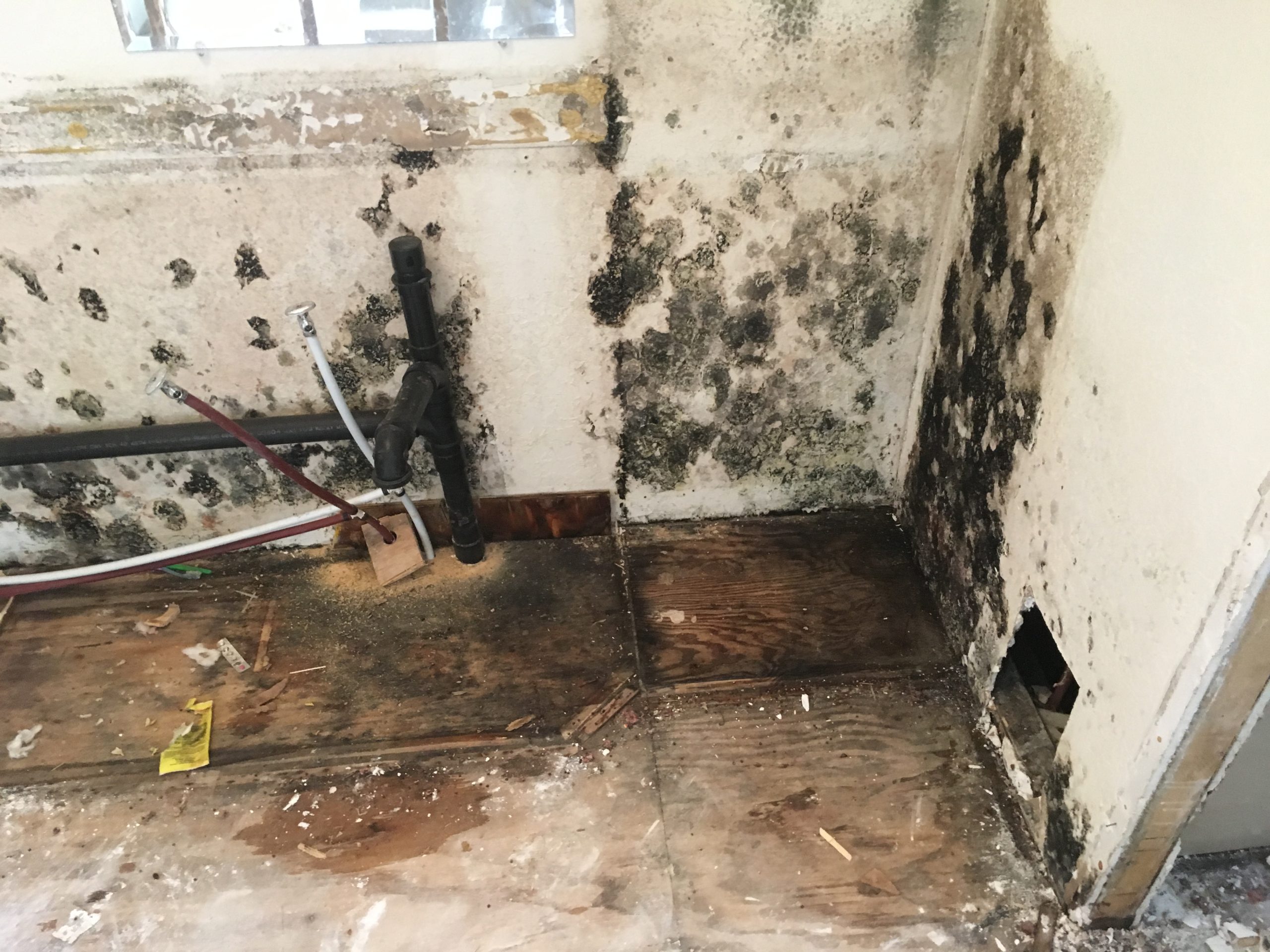 Mold removal